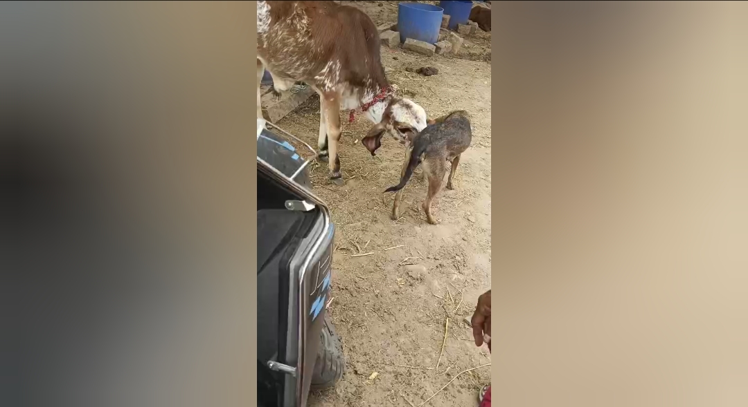 கன்று குட்டிக்கு தாயான நாய் – கோவையில் இயற்கையின் அதிசயம் !