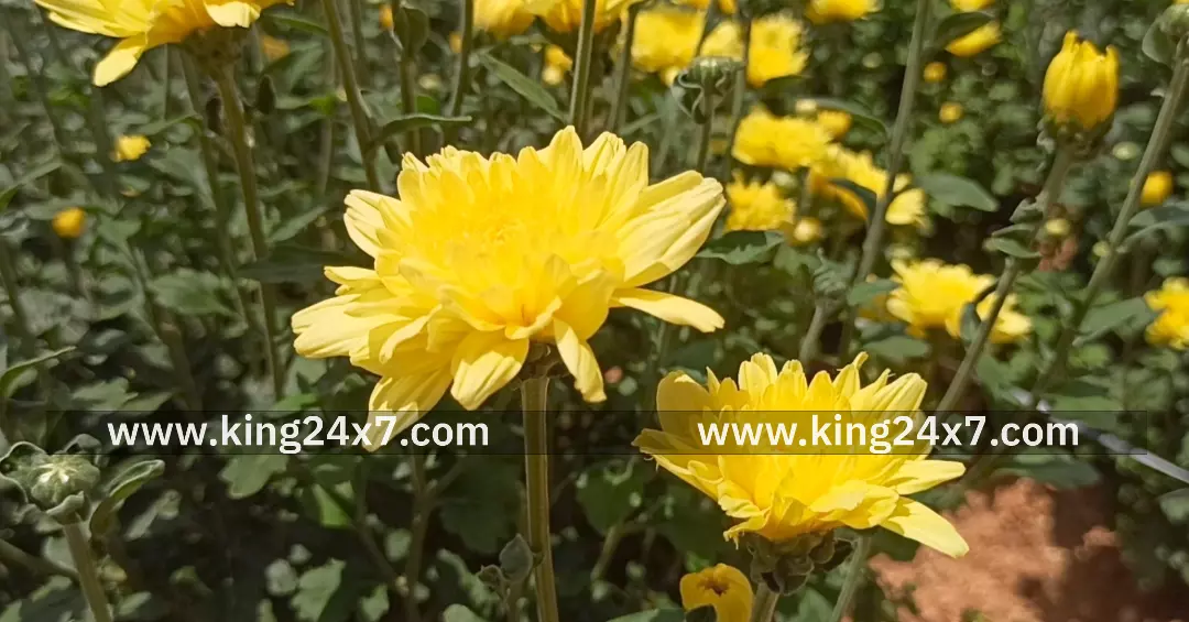 போச்சம்பள்ளி பகுதியில் சாமந்தி பூ விலை உயர்வு.