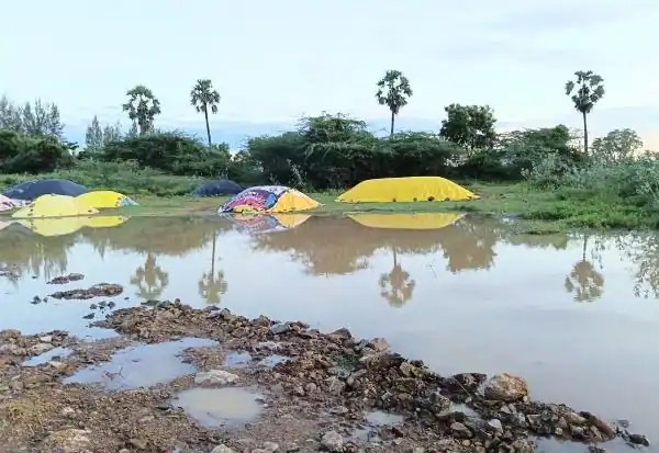 மழைநீரில் மூழ்கிய நெற்பயிர்கள்: அறுவடை பணி பாதிப்பு