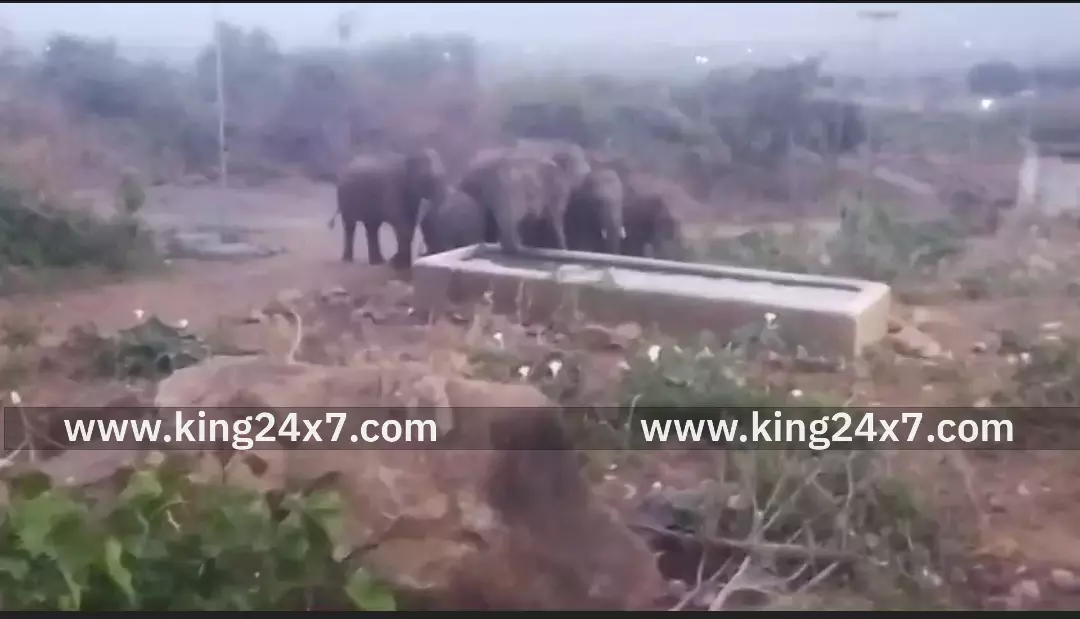 கோவை மேற்கு தொடர்ச்சி மலை அருகே காட்டு யானைகள் தண்ணீர் குடித்த வீடியோ வைரல் ! கோவை மேற்கு தொடர்ச்சி மலை அருகே காட்டு யானைகள் தண்ணீர் குடித்த வீடியோ வைரல் !