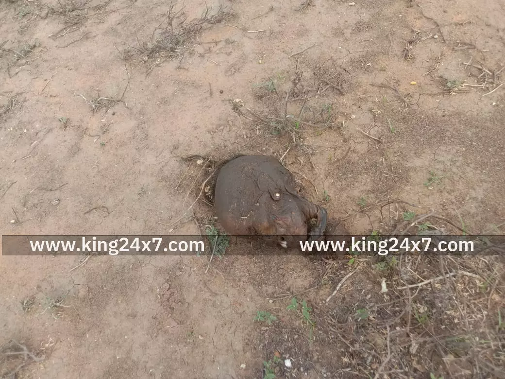 தூத்துக்குடி அருகே பெண்ணின் தலை கண்டெடுப்பு பரபரப்பு