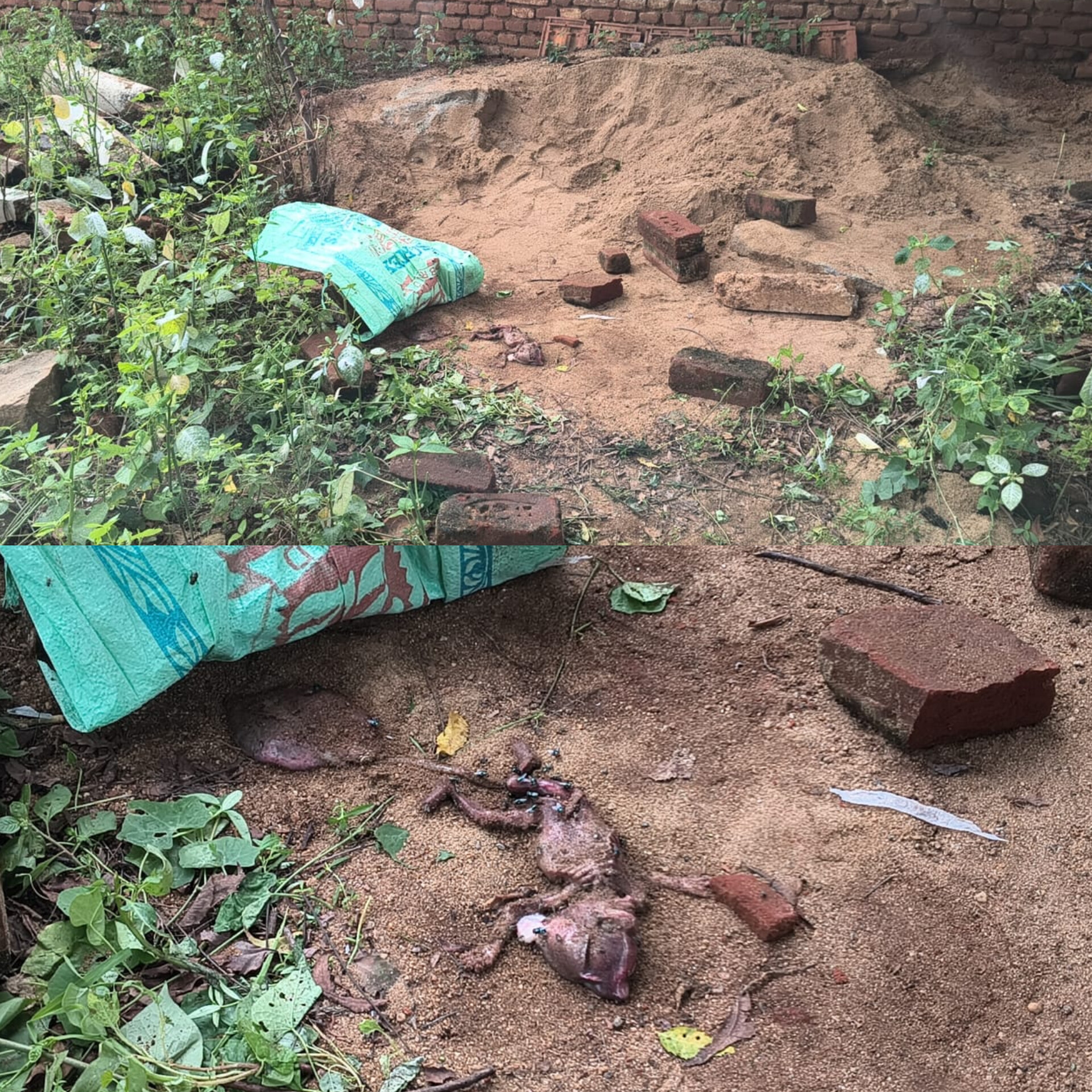 ராசிபுரம் அருகே 7 மாத ஆண் சிசு தொப்புல் கொடியுடன் வேப்பமரத்தின் அடியில் மண்ணில் புதைத்து வைக்கப்பட்ட சம்பவம் காவல்துறையினர் விசாரணை..