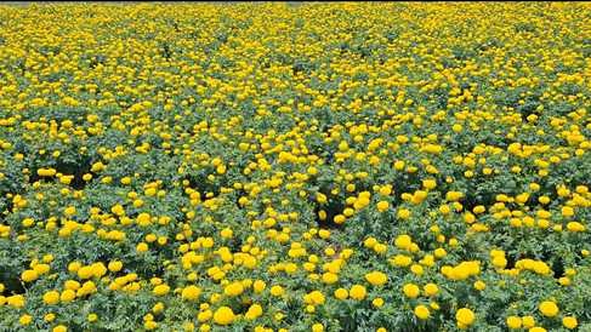 ஆலங்குளத்தில் கேந்திப் பூ விலை வீழ்ச்சி: விவசாயிகள் கவலை