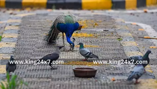 பறவைகளை வேட்டையாடினால் 7 ஆண்டுகள் சிறை தண்டனை