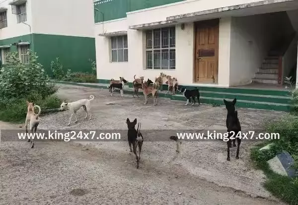 தெரு நாய்கள் தொந்தரவு கட்டுப்படுத்த கோரிக்கை