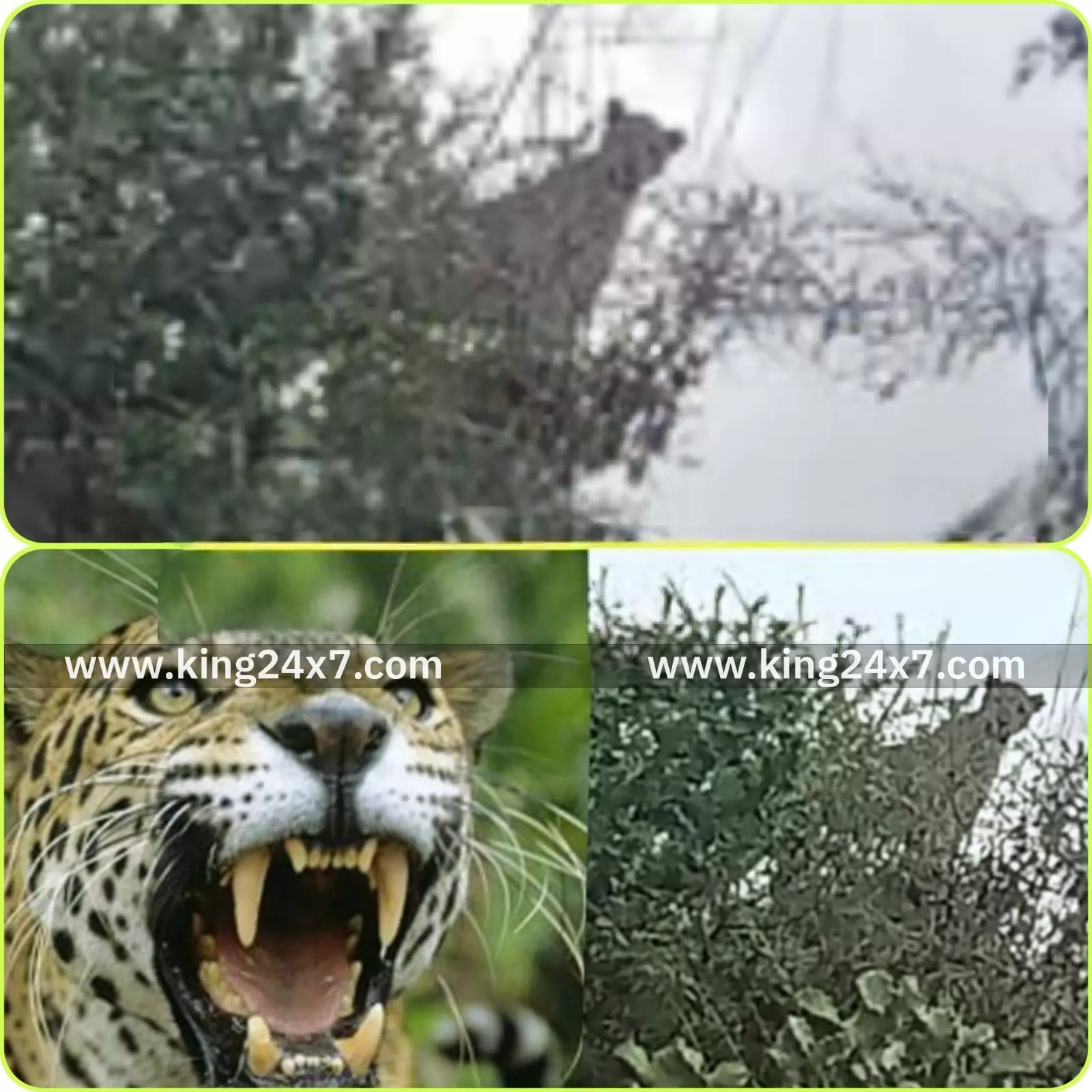 மலை அடிவாரப் பகுதியில் சிறுத்தை இல்லை என வனச்சரகர் தகவல்