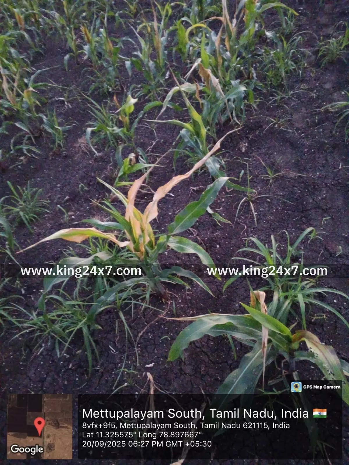 வயலில் களைக்கொல்லி அடித்ததால், 25 ஏக்கர் மக்காச்சோள பயிர்கள் கருகி சேதம், விவசாயிகள் வேதனை, வயலில் களைக்கொல்லி அடித்ததால், 25 ஏக்கர் மக்காச்சோள பயிர்கள் கருகி சேதம், விவசாயிகள் வேதனை,