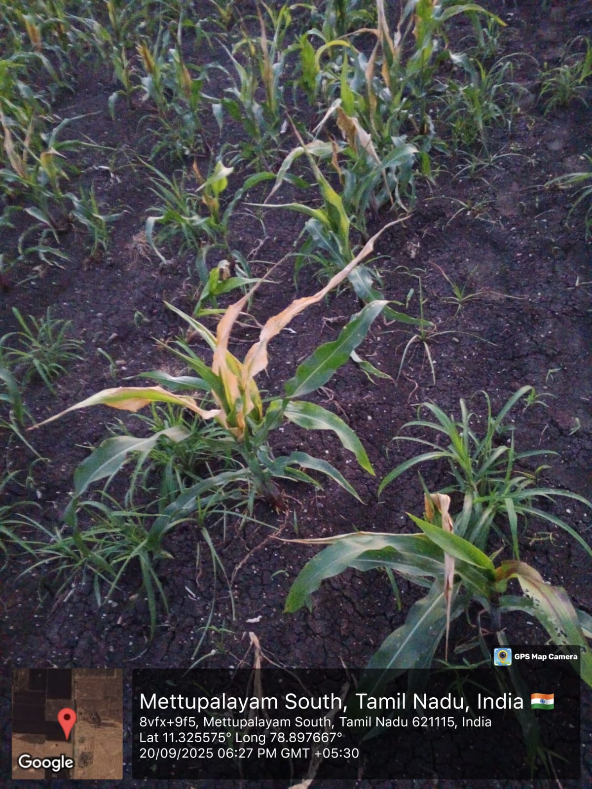 வயலில் களைக்கொல்லி அடித்ததால், 25 ஏக்கர் மக்காச்சோள பயிர்கள் கருகி சேதம்,   விவசாயிகள் வேதனை,