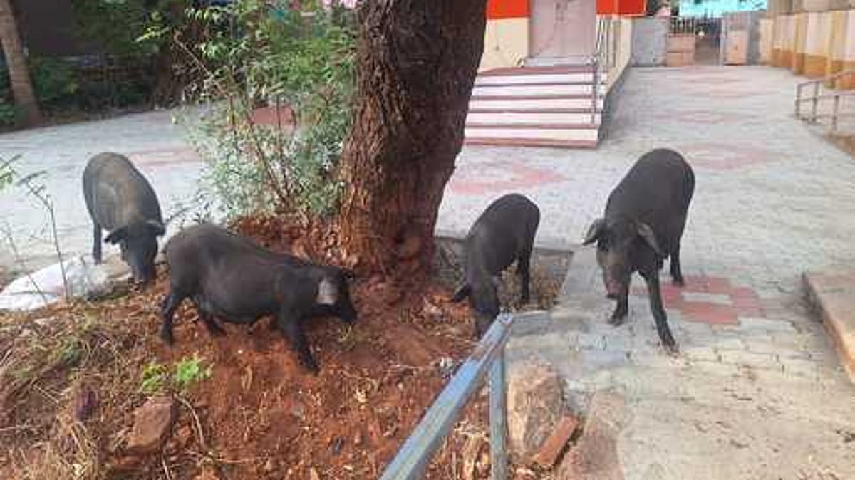 ஆலங்குளத்தில் பன்றிகள் தொல்லையால் மக்கள் அவதி