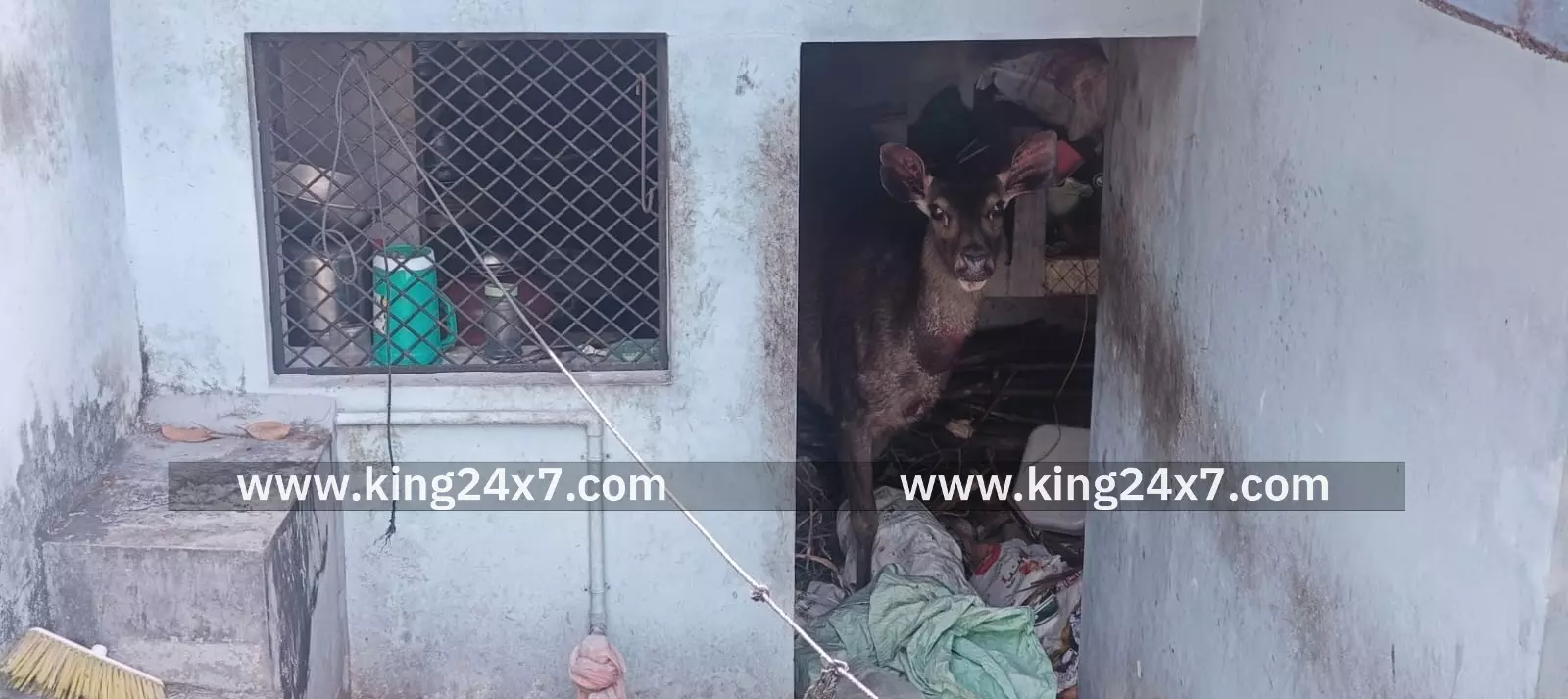 வீட்டில் புகுந்த மிளா வனத்துறையினர் பிடித்தனர்