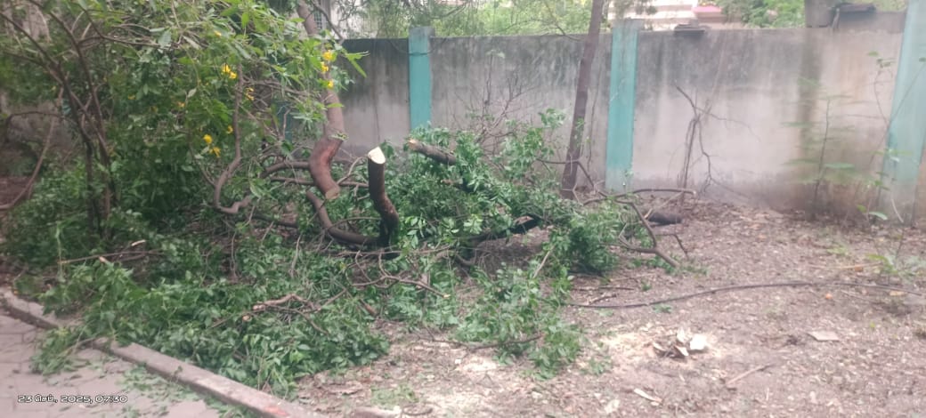 கோவையில் சந்தன மரங்களை வெட்டி கடத்தும் மர்மக் கும்பல் : பொதுமக்கள் அதிர்ச்சி