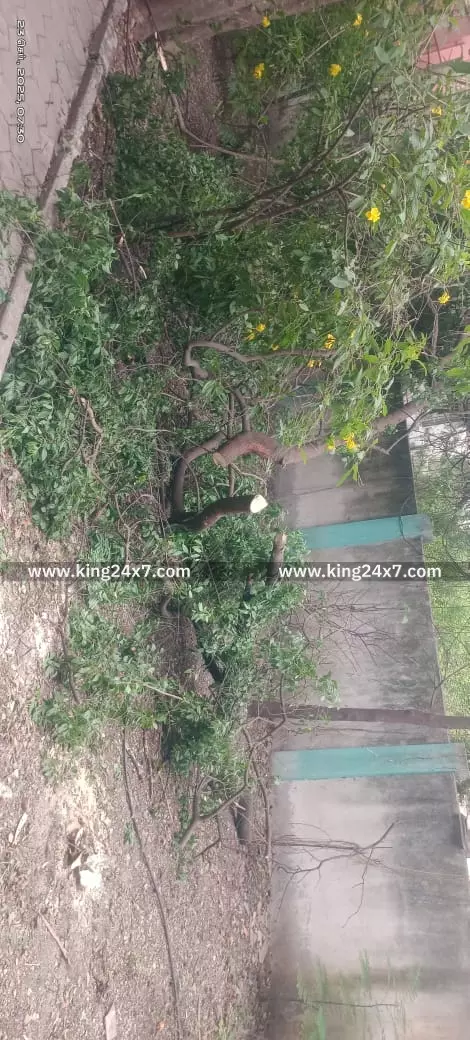 கோவையில் சந்தன மரங்களை வெட்டி கடத்தும் மர்மக் கும்பல் : பொதுமக்கள் அதிர்ச்சி கோவையில் சந்தன மரங்களை வெட்டி கடத்தும் மர்மக் கும்பல் : பொதுமக்கள் அதிர்ச்சி