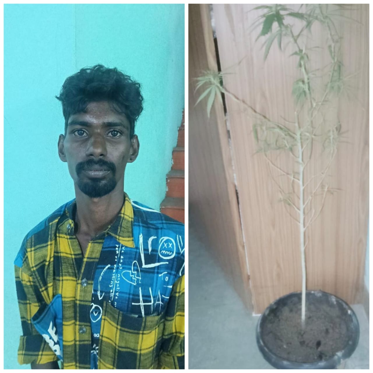   வீட்டில் கஞ்சா செடி வளர்த்த வாலிபர் கைது
