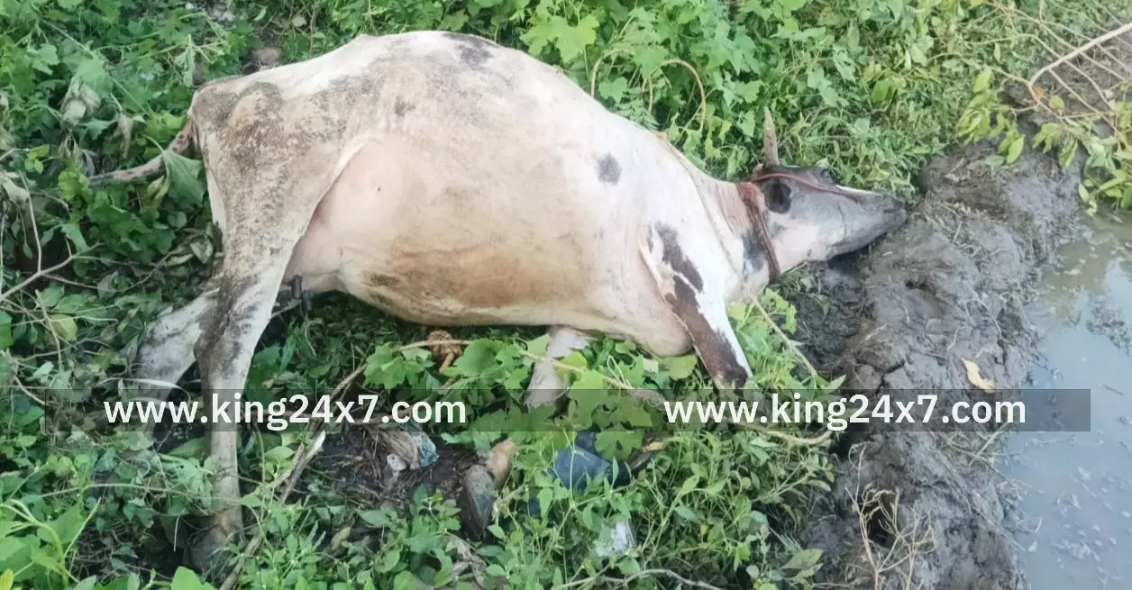 திருமருகலில் மின்சாரம் தாக்கி திருமருகலில் மின்சாரம் தாக்கி