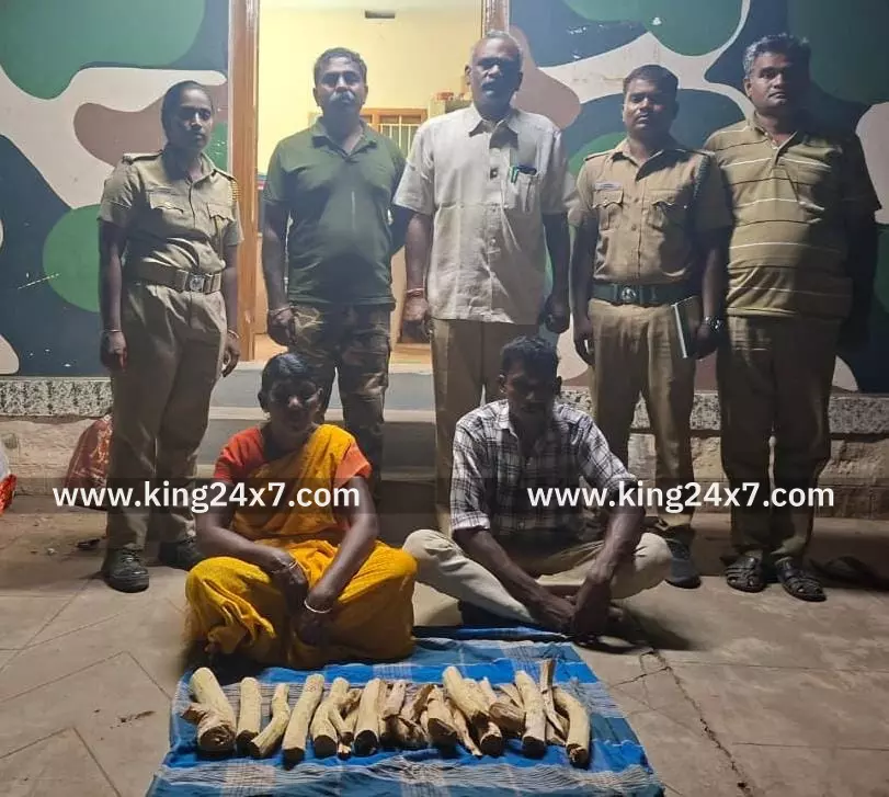 சந்தன மரக்கட்டை வெட்டி கடத்திய பெண் உட்பட 2 பேருக்கு அபராதம்