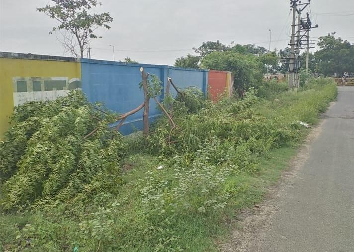 அனுமதியின்றி வெட்டப்பட்ட மரங்கள்