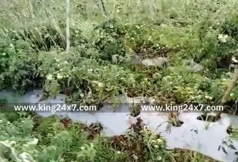 தேன்கனிக்கோட்டை: விவசாய பயிர்களை சேதம் செய்த காட்டு யானைகள்.