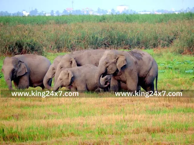 தென்காசியில் கூட்டம் கூட்டமாக இறங்கிய யானைகள்