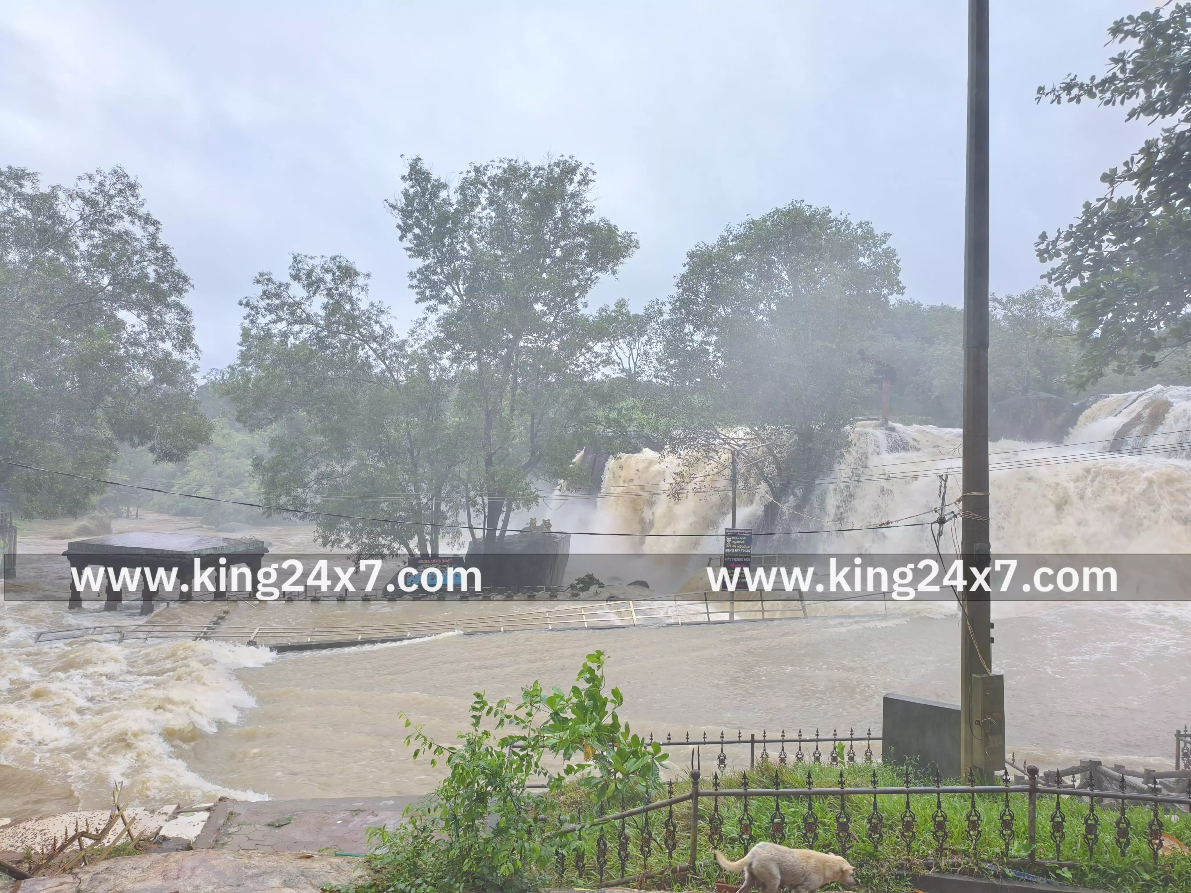 திற்பரப்பில் இன்று வெள்ளப் பெருக்கு திற்பரப்பில் இன்று வெள்ளப் பெருக்கு