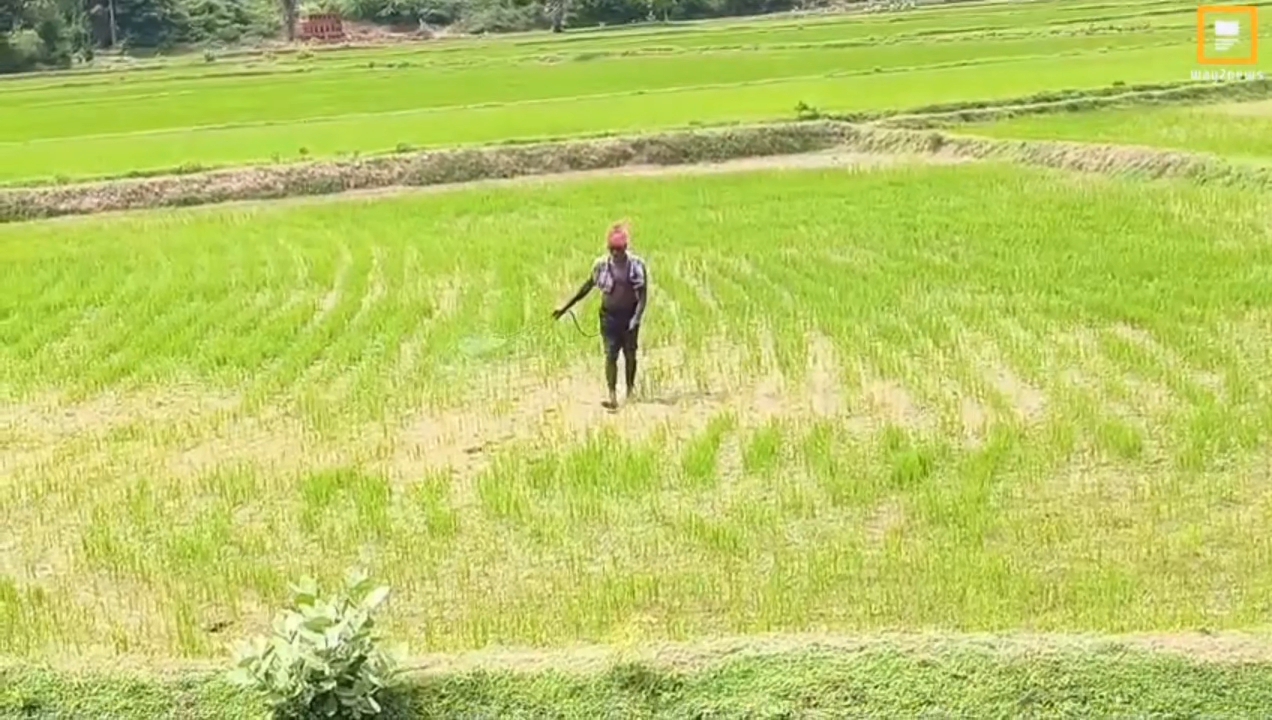 அரசர்குளம்: விவசாயப் பணியில் விவசாயி தீவிரம்