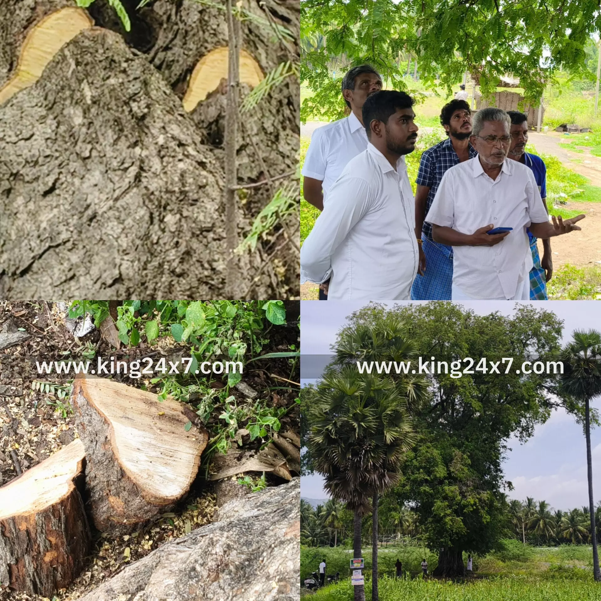 ராசிபுரம் அருகே 150 ஆண்டு பழமையான புளிய மரத்தை ஆசிட் ஊத்தி அழிக்க முயற்சி: கிராம நிர்வாக அலுவலர் இடம் புகார் மனு ராசிபுரம் அருகே 150 ஆண்டு பழமையான புளிய மரத்தை ஆசிட் ஊத்தி அழிக்க முயற்சி: கிராம நிர்வாக அலுவலர் இடம் புகார் மனு