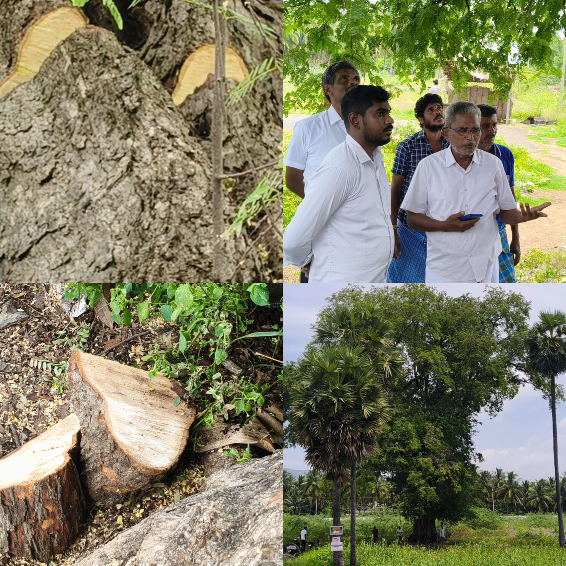 ராசிபுரம் அருகே 150 ஆண்டு பழமையான புளிய மரத்தை ஆசிட் ஊத்தி அழிக்க முயற்சி: கிராம நிர்வாக அலுவலர் இடம்  புகார் மனு