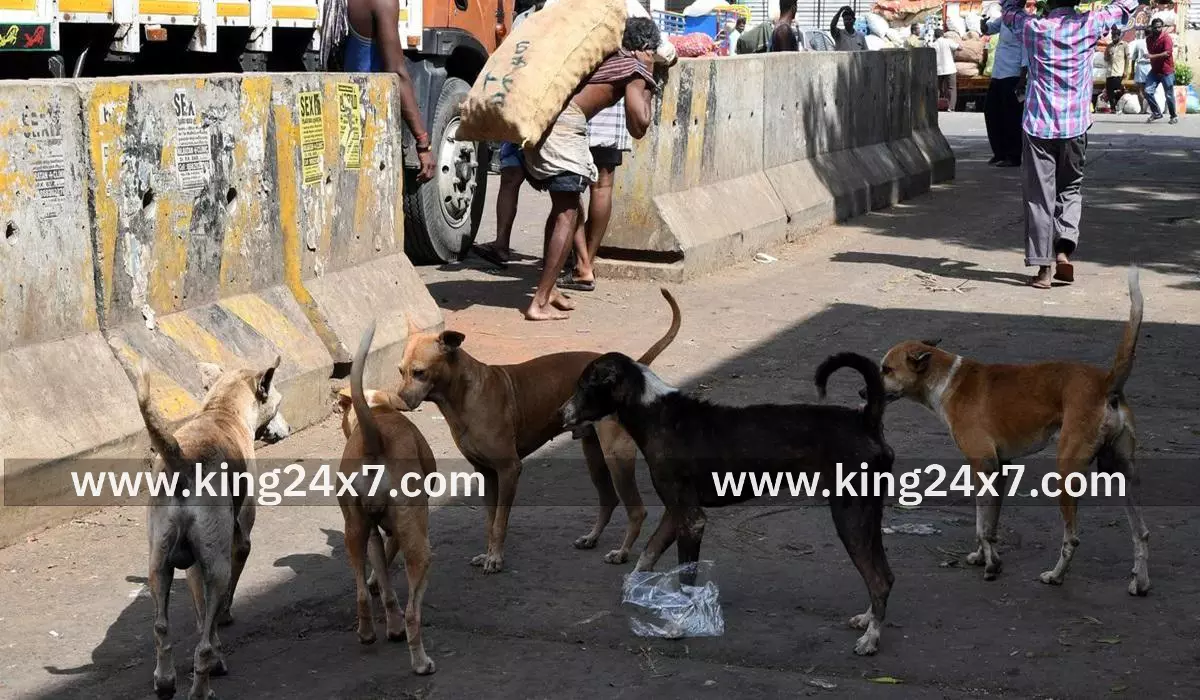 1 லட்சம் தெரு நாய்களுக்கு ரேபிஸ் தடுப்பூசி செலுத்த மாநகராட்சி நடவடிக்கை 1 லட்சம் தெரு நாய்களுக்கு ரேபிஸ் தடுப்பூசி செலுத்த மாநகராட்சி நடவடிக்கை