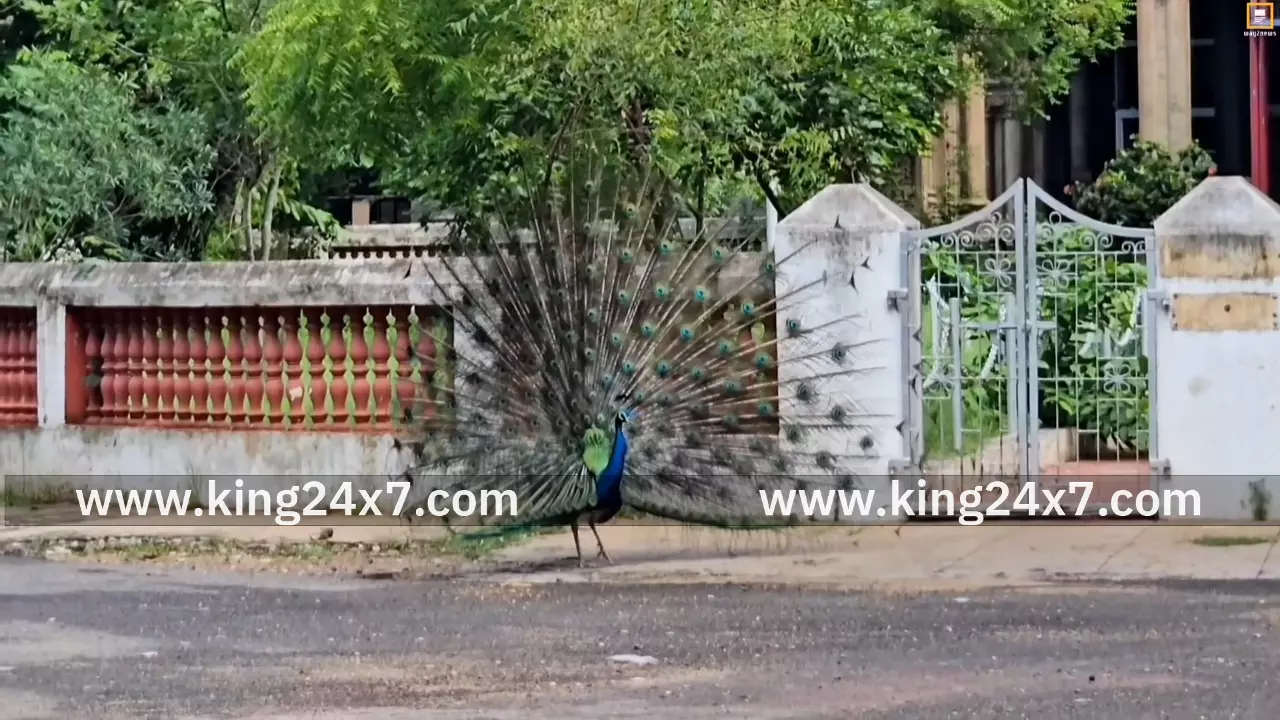 புதுக்கோட்டையில் மயில்கள் சரணாலயம் அமைக்க கோரிக்கை!