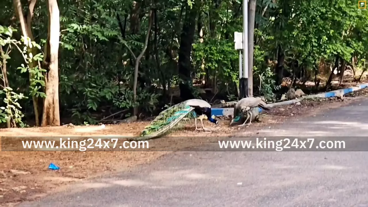 புதுக்கோட்டையில் மயில்கள் சரணாலயம் அமைக்க கோரிக்கை!