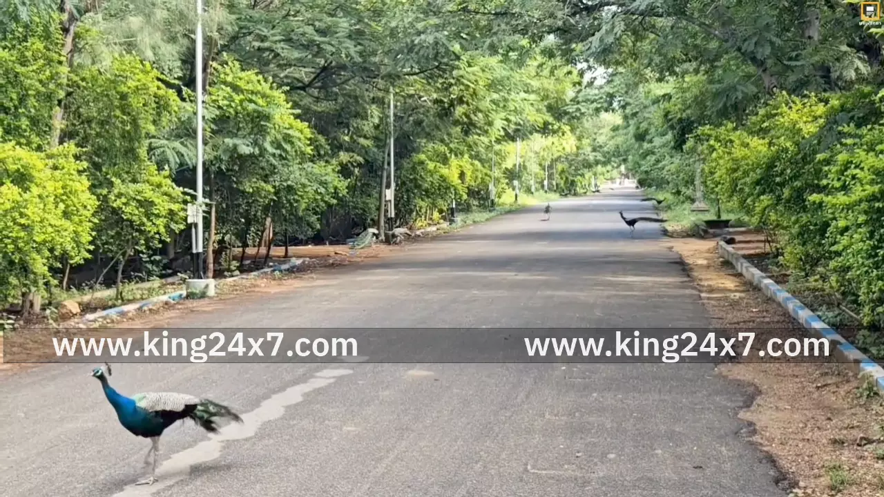 புதுக்கோட்டையில் மயில்கள் சரணாலயம் அமைக்க கோரிக்கை!