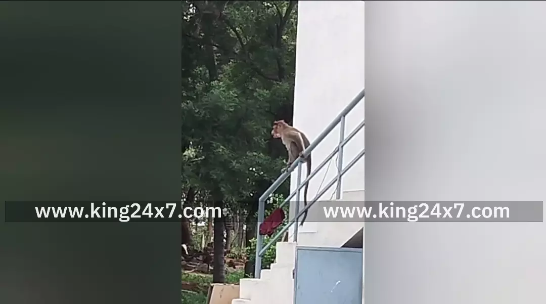 கோவை: குடியிருப்பு பகுதியில் குரங்கு அச்சுறுத்தல் !