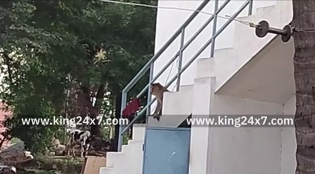 கோவை: குடியிருப்பு பகுதியில் குரங்கு அச்சுறுத்தல் ! கோவை: குடியிருப்பு பகுதியில் குரங்கு அச்சுறுத்தல் !