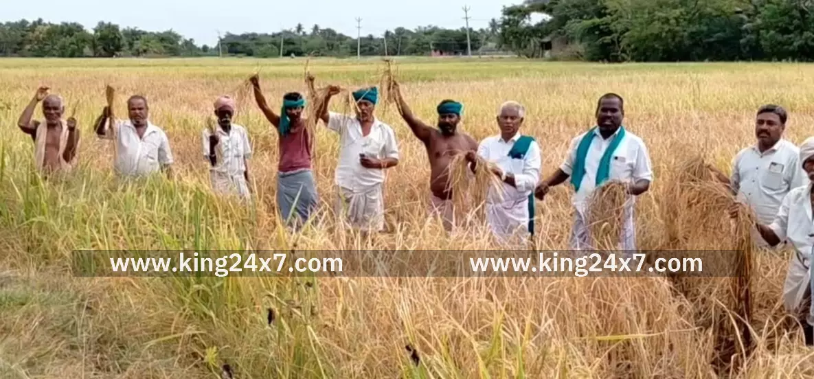 புகையான் தாக்குதலை வேளாண் துறை அதிகாரிகள் ஆய்வு செய்து புகையான் தாக்குதலை வேளாண் துறை அதிகாரிகள் ஆய்வு செய்து