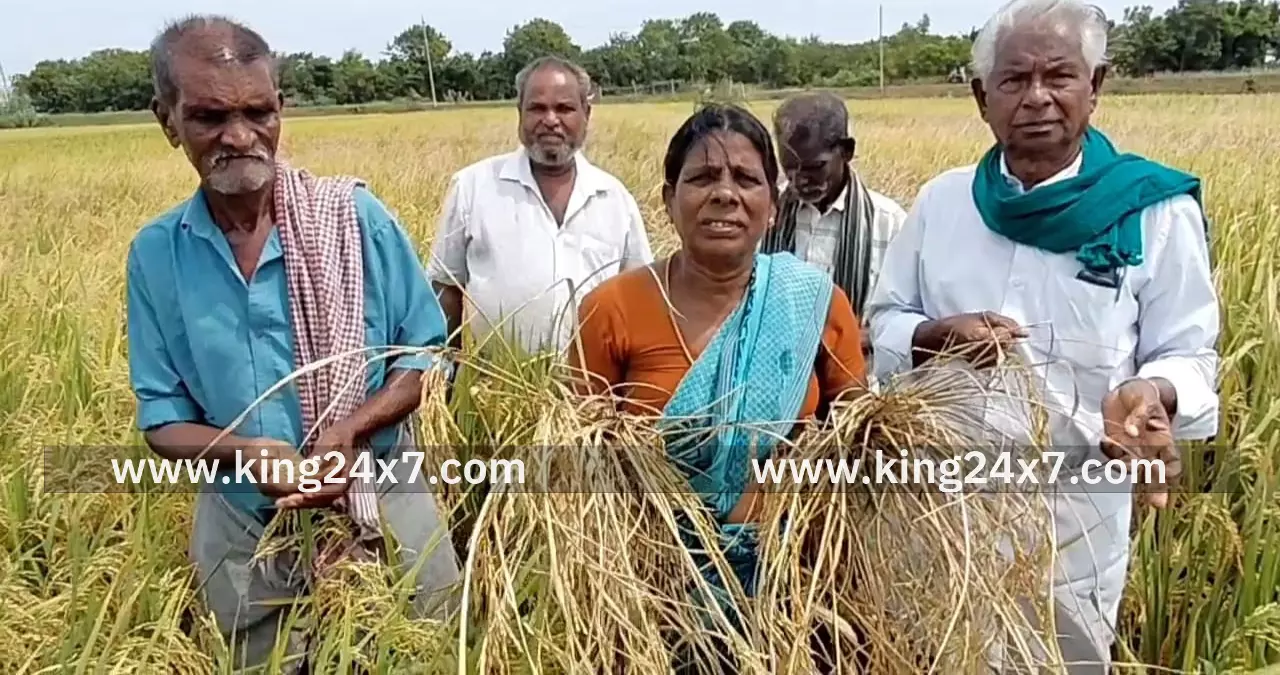 புகையான் தாக்குதலை வேளாண் துறை அதிகாரிகள் ஆய்வு செய்து புகையான் தாக்குதலை வேளாண் துறை அதிகாரிகள் ஆய்வு செய்து
