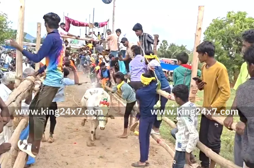 வேப்பனப்பள்ளி அருகே கன்று விடும் விழா. வேப்பனப்பள்ளி அருகே கன்று விடும் விழா.