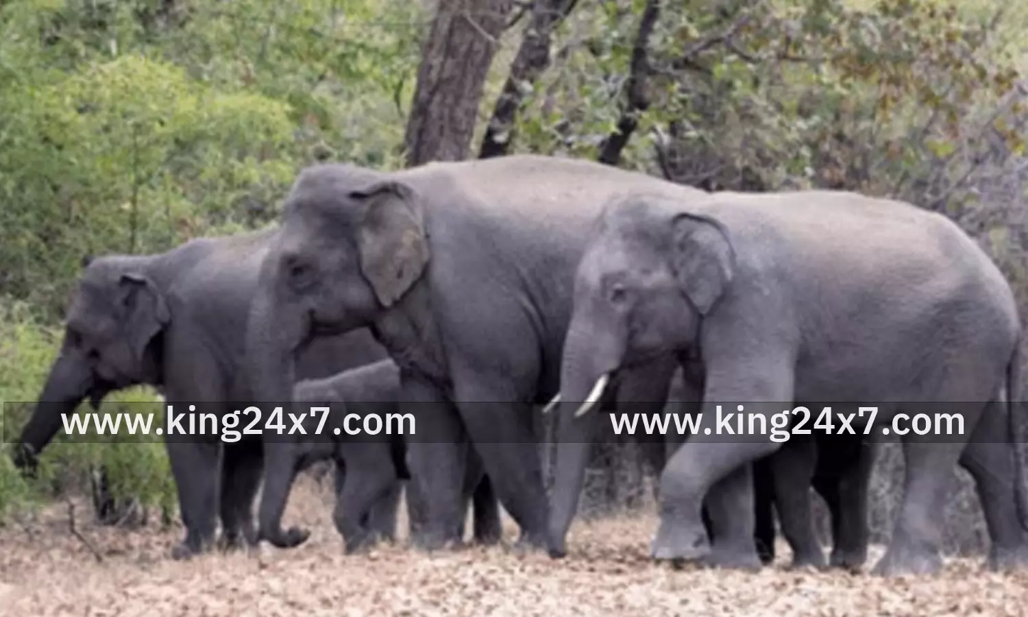 தேன்கனிக்கோட்டை அருகே யானைகள் புகுந்து அட்டகாசம். தேன்கனிக்கோட்டை அருகே யானைகள் புகுந்து அட்டகாசம்.