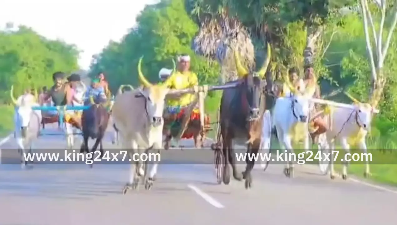 விநாயகர் கோவில் திருவிழாவை முன்னிட்டு மாட்டு வண்டி பந்தயம் விநாயகர் கோவில் திருவிழாவை முன்னிட்டு மாட்டு வண்டி பந்தயம்