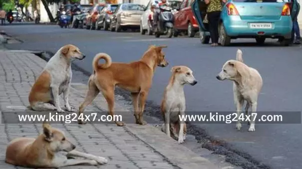 கோவில் வளாகத்தில் சுற்றித் திரியும் நாய்கள்: கோரிக்கை! கோவில் வளாகத்தில் சுற்றித் திரியும் நாய்கள்: கோரிக்கை!