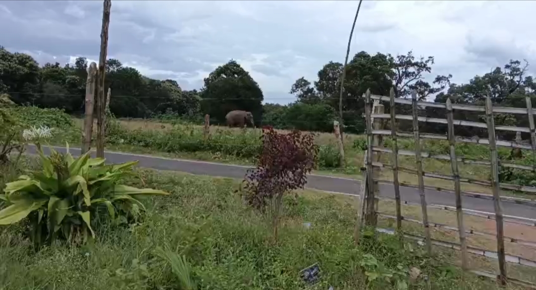 கோவை: பழங்குடியினர் கிராமத்தில் புகுந்த காட்டு யானை அட்டகாசம் ! கோவை: பழங்குடியினர் கிராமத்தில் புகுந்த காட்டு யானை அட்டகாசம் !