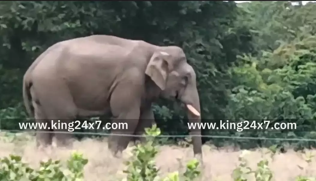 கோவை: பழங்குடியினர் கிராமத்தில் புகுந்த காட்டு யானை அட்டகாசம் ! கோவை: பழங்குடியினர் கிராமத்தில் புகுந்த காட்டு யானை அட்டகாசம் !