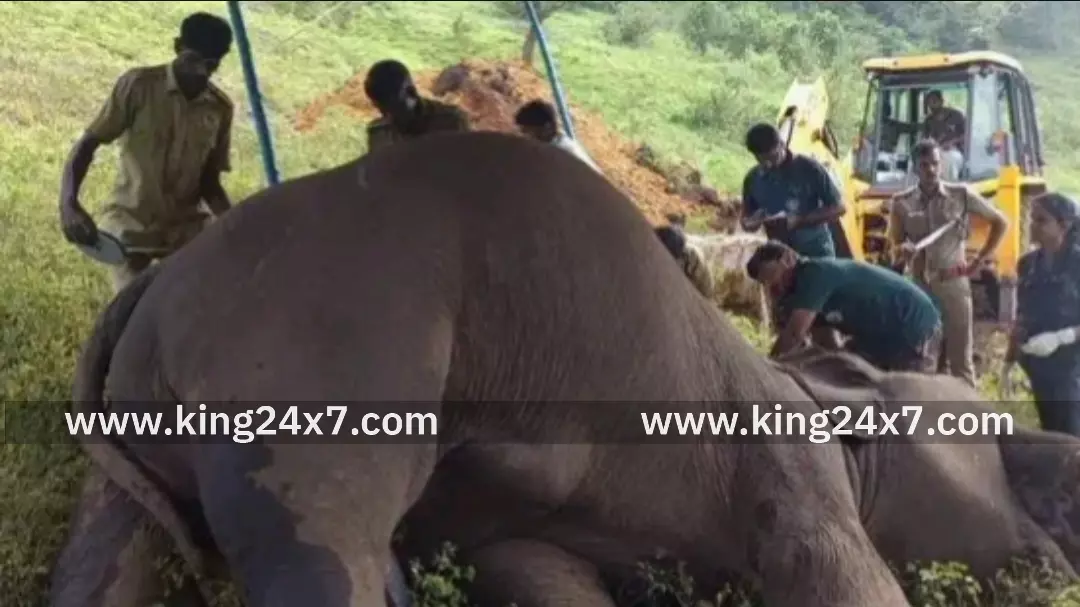 பொள்ளாச்சி – வரகளியார் முகாமில் வளர்ப்பு யானை உயிரிழப்பு !