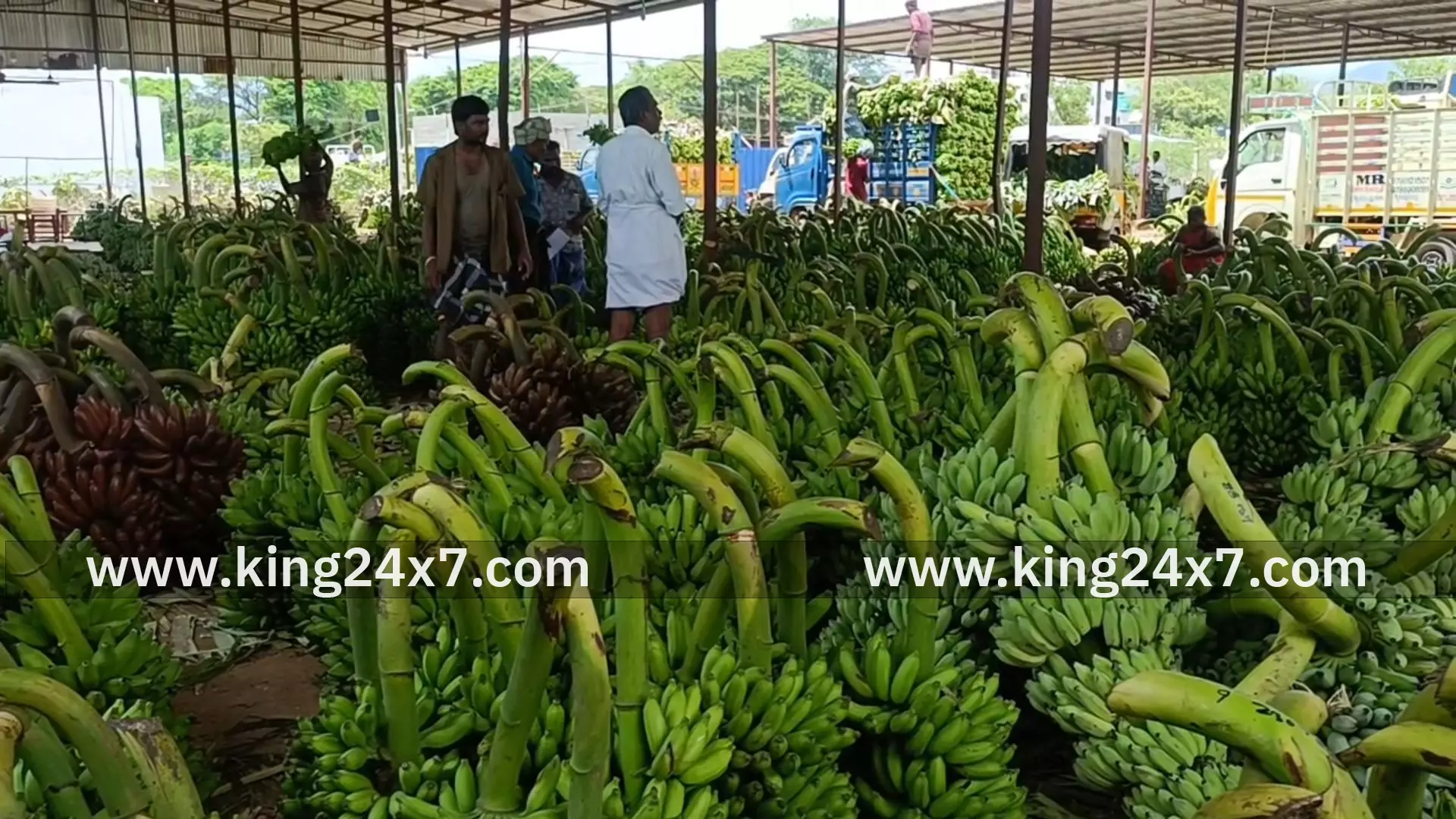 ஆயுதபூஜை விற்பனைக்கு ஆயிரகணக்கில் குவிக்கப்பட்ட வாழை தார்கள் ஆயுதபூஜை விற்பனைக்கு ஆயிரகணக்கில் குவிக்கப்பட்ட வாழை தார்கள்