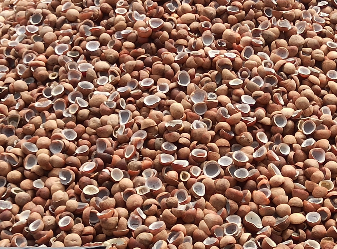 போச்சம்பள்ளியில்  ரூ.8 லட்சத்துக்கு கொப்பரை தேங்காய் ஏலம்