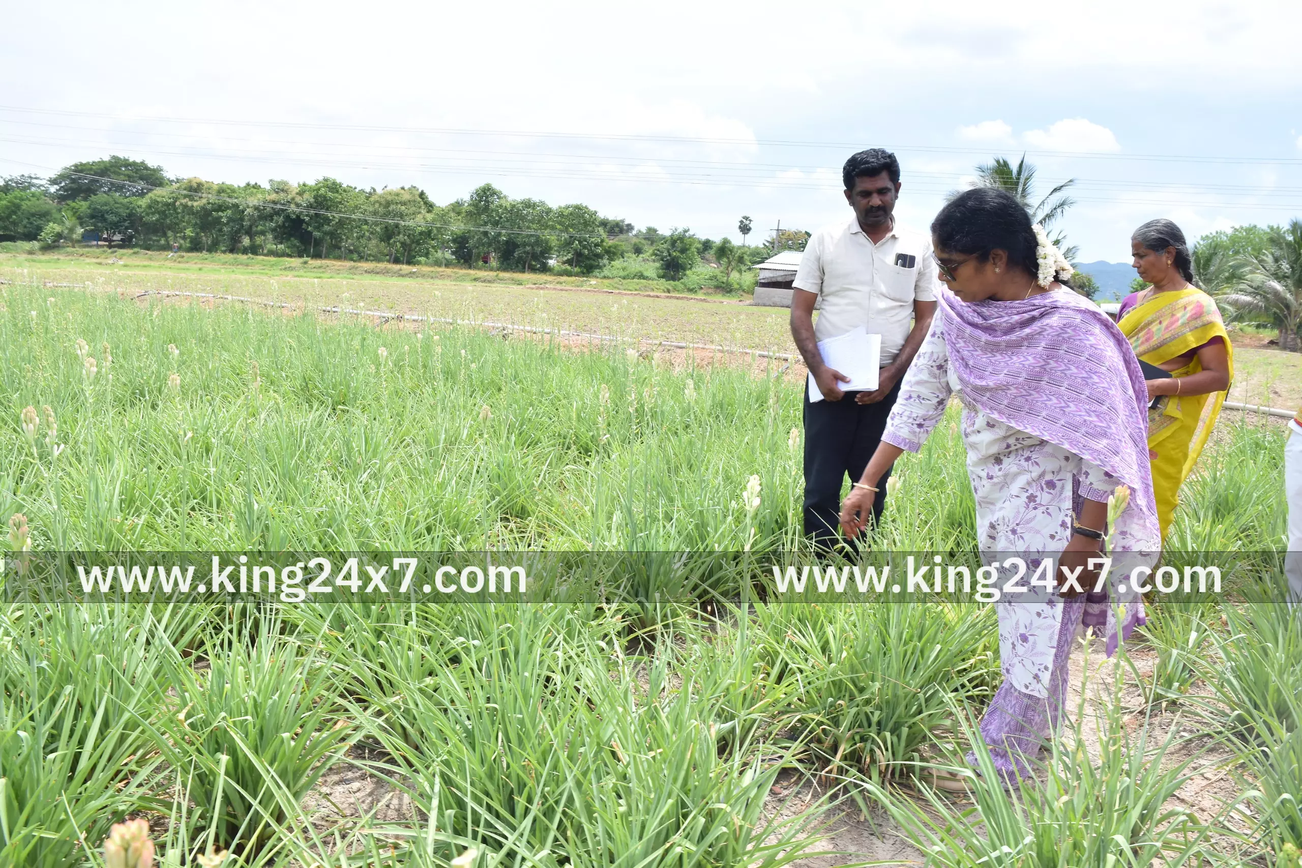 சம்மங்கி பயிரிடும் விவசாயி வயலை ஆட்சியர் ஆய்வு சம்மங்கி பயிரிடும் விவசாயி வயலை ஆட்சியர் ஆய்வு