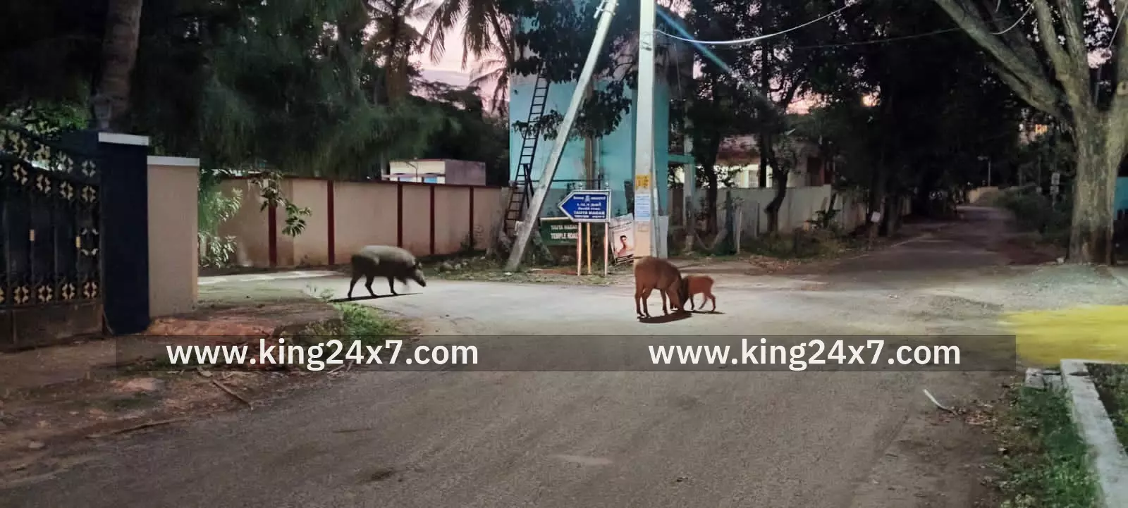 கோவை நஞ்சுண்டாபுரத்தில் காட்டு பன்றியின் அட்டகாசம் – மக்கள் அச்சம் !