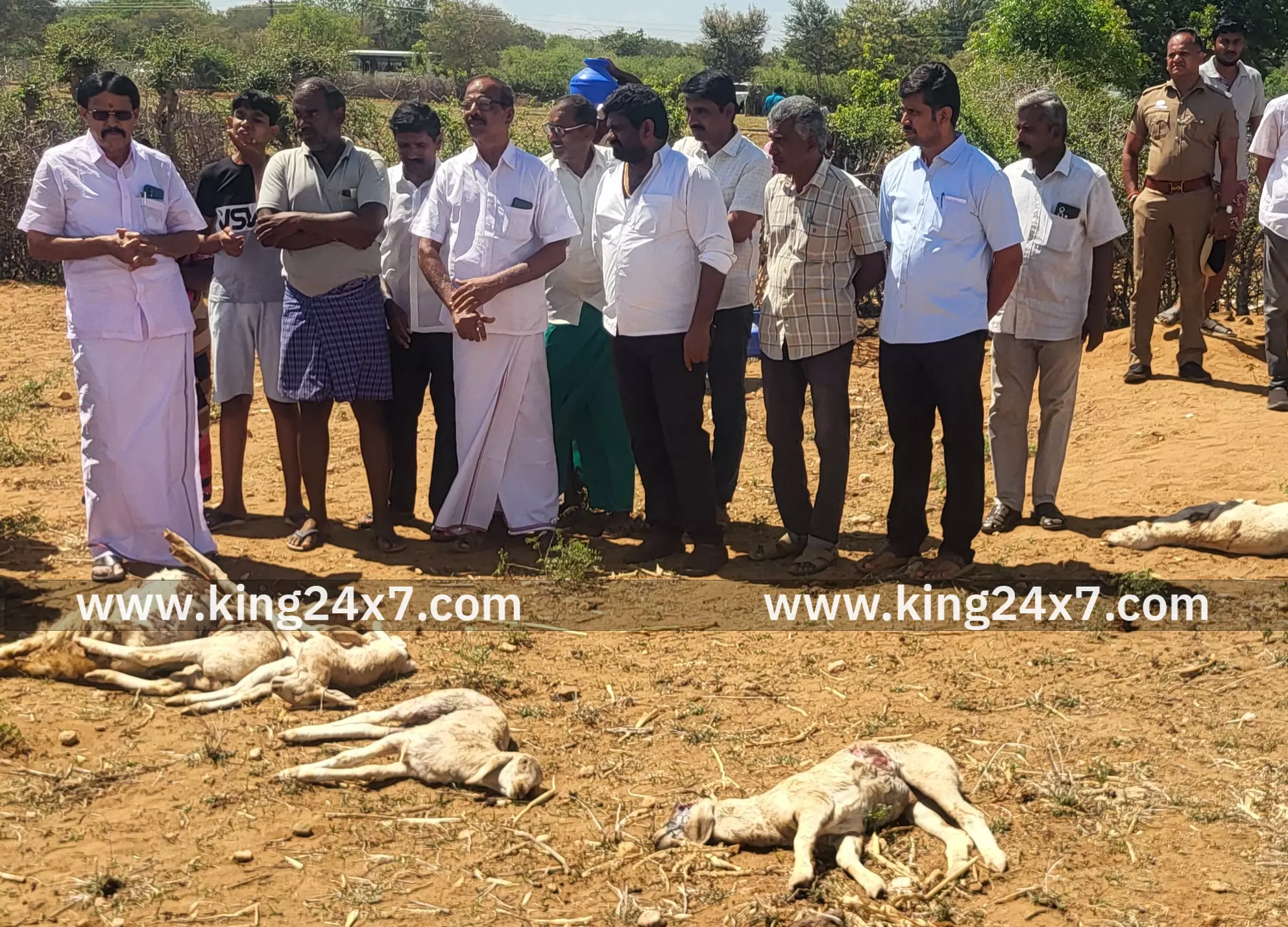 காங்கேயத்தில் 9 செம்மறி ஆடுகளை கடித்த வெறி நாய்கள் - இறந்த ஆடுகளை வைத்து போராட்டம் - இழப்பீடு வழங்கவில்லை போராட்டத்தில் ஈடுபடுவதாக அறிவிப்பு