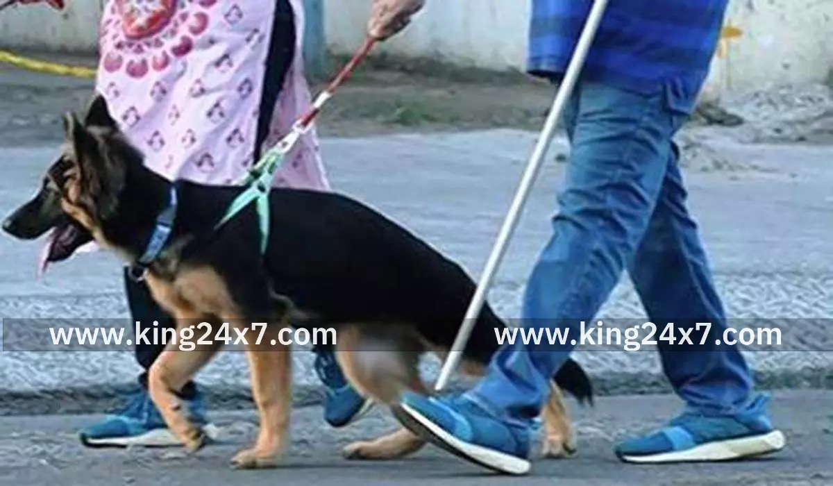 சென்னையில் தெரு நாய்கள், செல்ல பிராணிகளுக்கு உரிமம் வழங்க ஒருங்கிணைந்த மேலாண்மை இணையதளம் தொடக்கம் சென்னையில் தெரு நாய்கள், செல்ல பிராணிகளுக்கு உரிமம் வழங்க ஒருங்கிணைந்த மேலாண்மை இணையதளம் தொடக்கம்