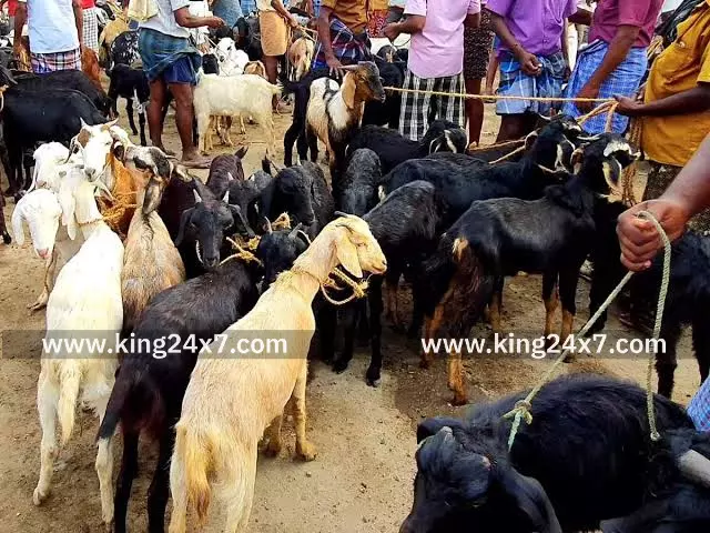 திருவேங்கடத்தில் மழை காரணமாக ஆடு வியாபாரம் மந்தம் திருவேங்கடத்தில் மழை காரணமாக ஆடு வியாபாரம் மந்தம்
