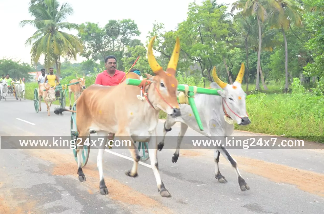 மேலூரில் மாட்டுவண்டி பந்தயம். மேலூரில் மாட்டுவண்டி பந்தயம்.