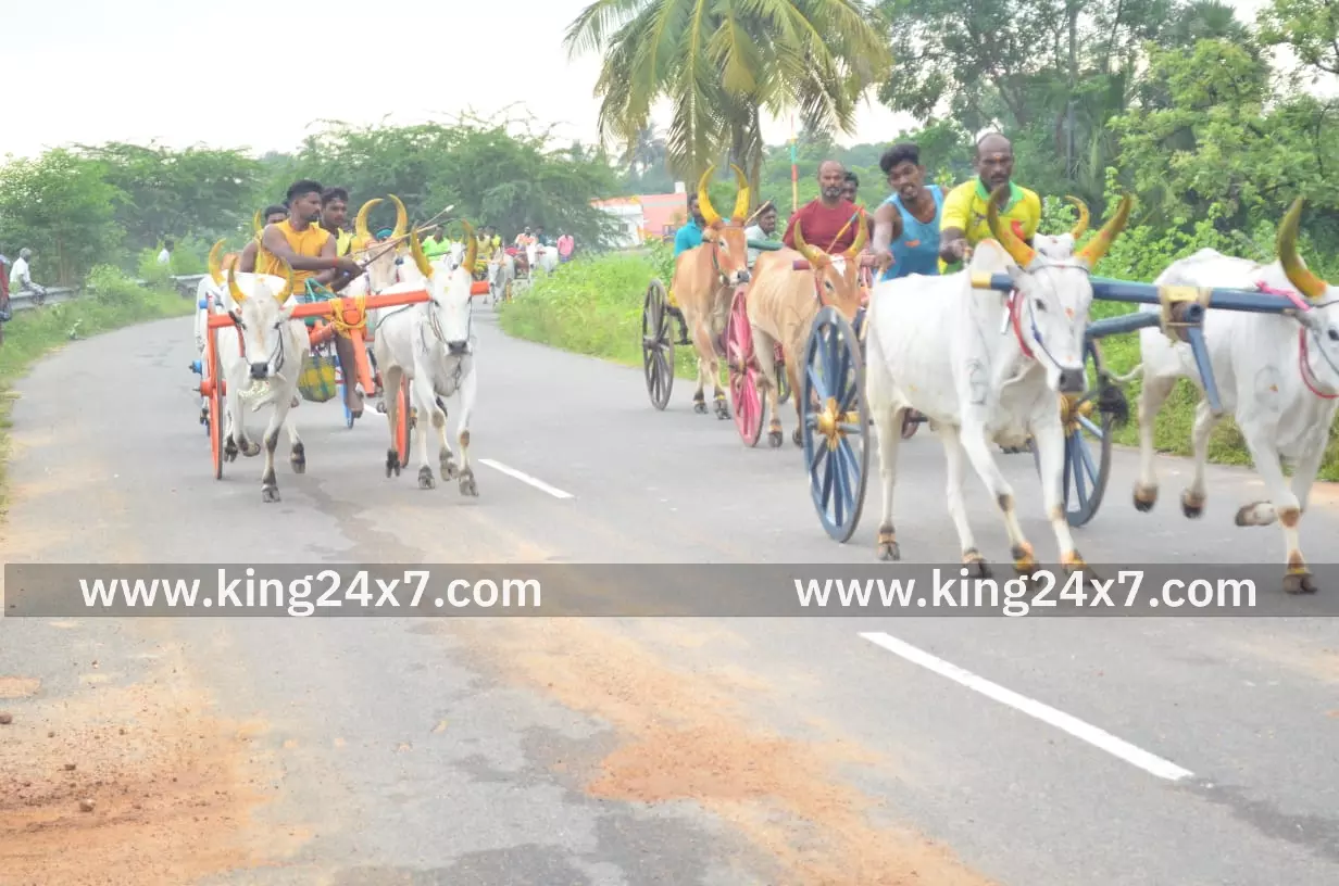 மேலூரில் மாட்டுவண்டி பந்தயம். மேலூரில் மாட்டுவண்டி பந்தயம்.